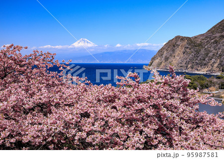 河津桜咲く井田峠から駿河湾越しに観る富士山 河津桜咲く井田峠から駿河湾越しに観る富士山 95987581