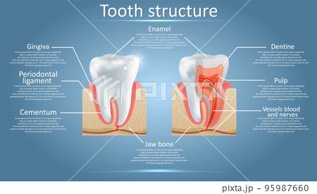 Vector dental anatomy and tooth structure diagram Vector dental anatomy and tooth structure diagram 95987660