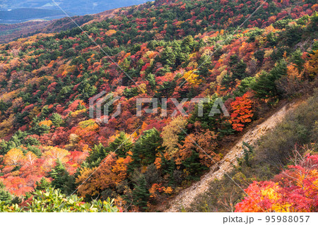 《福島県》紅葉の原生林・秋の磐梯吾妻スカイライン 《福島県》紅葉の原生林・秋の磐梯吾妻スカイライン 95988057