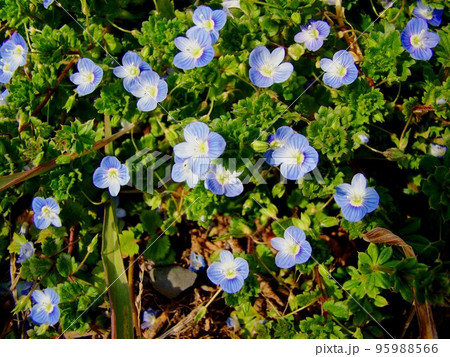 オオイヌフグリの花 95988566