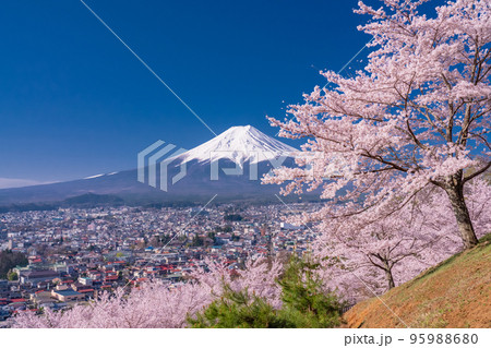 《山梨県》富士山と満開の桜・春の新倉山浅間公園 《山梨県》富士山と満開の桜・春の新倉山浅間公園 95988680