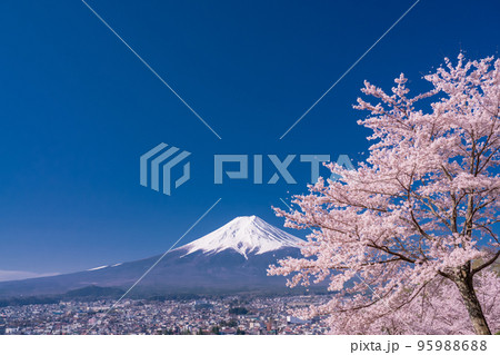 《山梨県》富士山と満開の桜・春の新倉山浅間公園 《山梨県》富士山と満開の桜・春の新倉山浅間公園 95988688