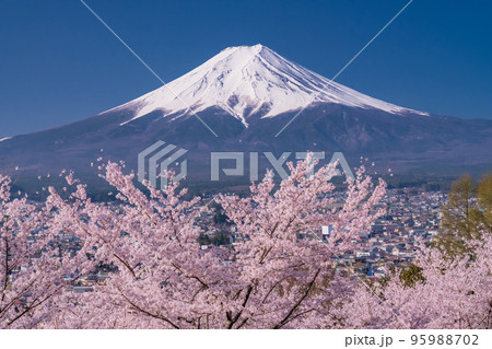 《山梨県》富士山と満開の桜・春の新倉山浅間公園 95988702