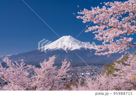 《山梨県》富士山と満開の桜・春の新倉山浅間公園 《山梨県》富士山と満開の桜・春の新倉山浅間公園 95988715