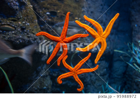Starfish in ocean 95988972