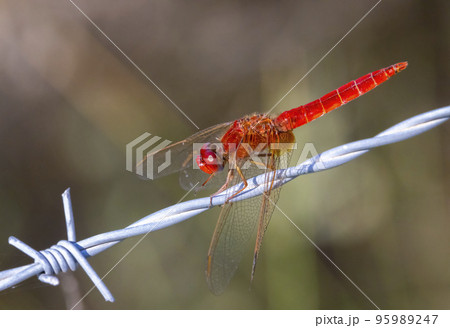 red  dragonfly on the wire in Camargue, France red  dragonfly on the wire in Camargue, France 95989247