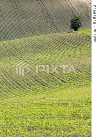 landscape of Moravian Tuscany, Czech Republic 95989452