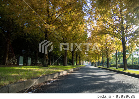 メタセコイア並木 95989639