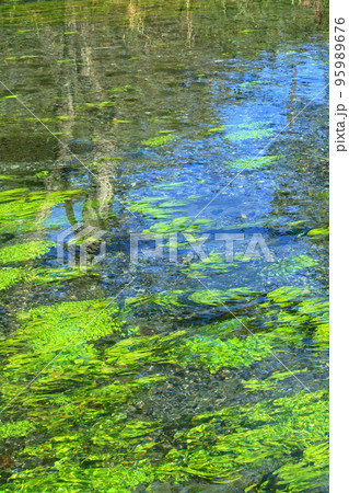 安曇野 大王わさび農場の清流 安曇野 大王わさび農場の清流 95989676
