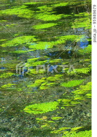 安曇野　大王わさび農場の清流 95989679