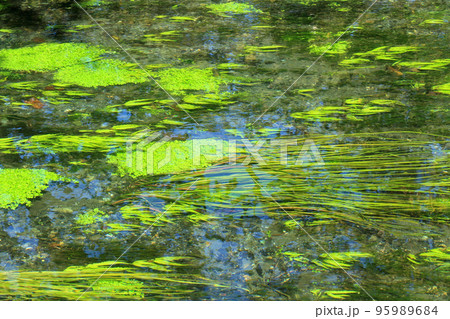 安曇野 大王わさび農場の清流 安曇野 大王わさび農場の清流 95989684