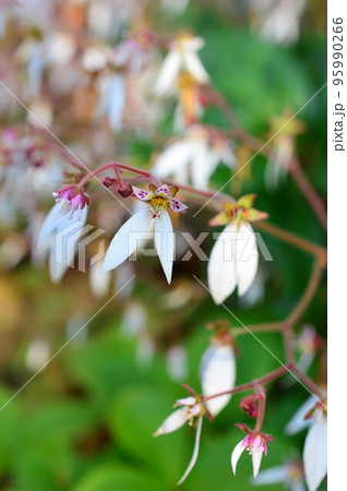 雪の下（ユキノシタ） 95990266