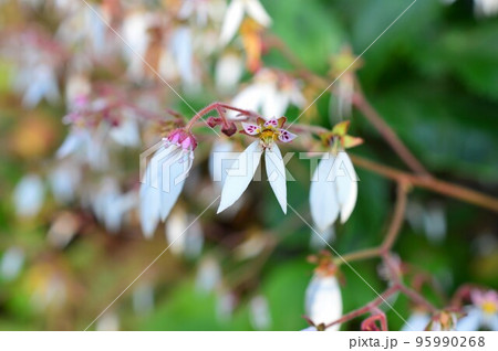 雪の下（ユキノシタ） 95990268