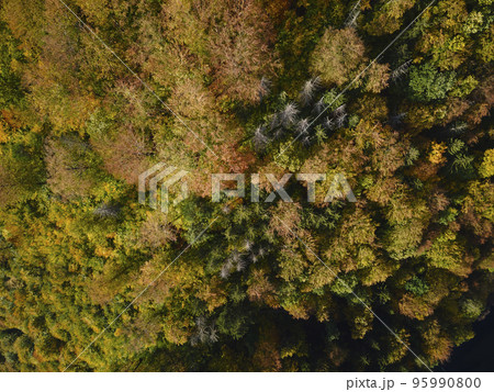 Top view of beautiful autumnal forest. Background of colored trees in woodland 95990800