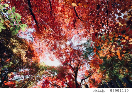 紅葉 茨城県大子町 紅葉 茨城県大子町 95991119