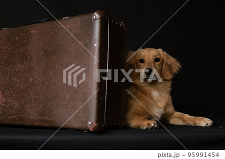 A red dog hides behind a suitcase on a black background A red dog hides behind a suitcase on a black background 95991454
