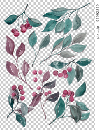 Ripe berries and branches of green leaves. Watercolor illustrations Ripe berries and branches of green leaves. Watercolor illustrations 95992839