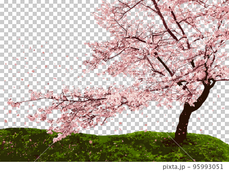 ダイナミックな一本桜と花吹雪が醸し出す和モダンな雰囲気 95993051