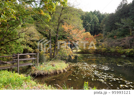晩秋の唐沢池 晩秋の唐沢池 95993121