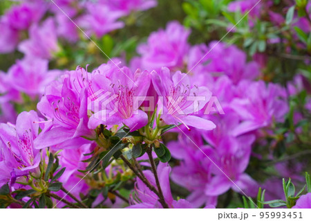 弥高山に咲くピンク色のツツジの花4 岡山県高梁市の写真素材 [95993451