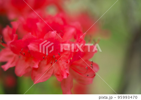 弥高山に咲く赤いツツジの花9 岡山県高梁市 弥高山に咲く赤いツツジの花9 岡山県高梁市 95993470