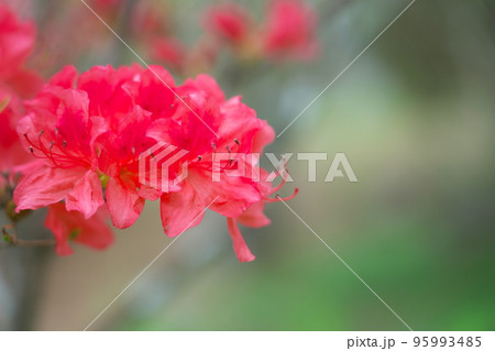 弥高山に咲く赤いツツジの花15　岡山県高梁市 95993485