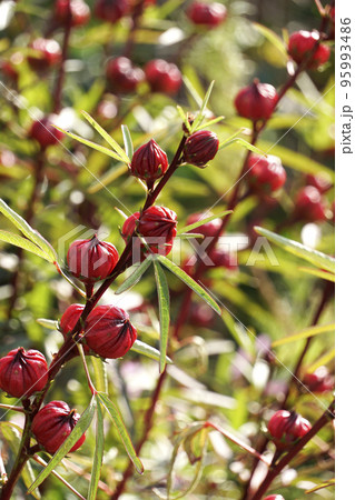 ルービーレッドの魅惑的な色のローゼル 95993486