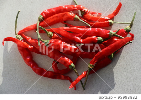 収穫したトウガラシ／唐辛子 95993832