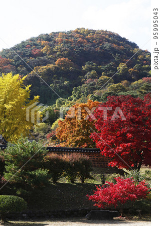 月岳山 自然 秋 95995043
