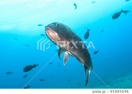 ロウニンアジ ロウニンアジ 95995046