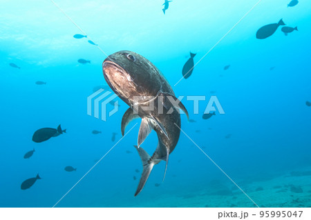 ロウニンアジ ロウニンアジ 95995047