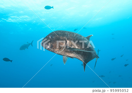 ロウニンアジ 95995052