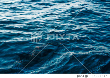 close up of a common dolphin underwater in the blue Pacific ocean on a sunny day of whale watching Wildlife preservation and marine biodiversity 95995247