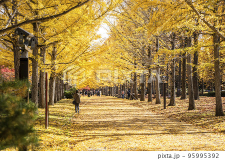 山形県総合運動公園のいちょう並木 山形県天童市 山形県総合運動公園のいちょう並木 山形県天童市 95995392
