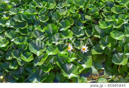Many green lily leaves and two white flowers on the river in the pond Many green lily leaves and two white flowers on the river in the pond 95995845