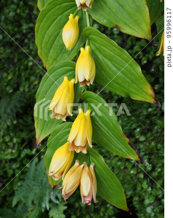 ジョウロウホトトギスの花、ユリ科 95996117
