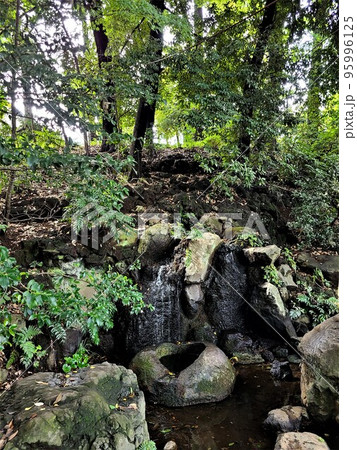 善福寺池の遲野井 善福寺池の遲野井 95996125