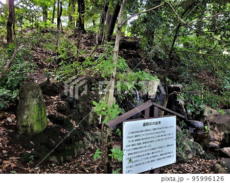 善福寺池の遲野井 善福寺池の遲野井 95996126