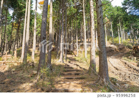 飛龍の滝から湯坂路へ向かう登山道(箱根) 飛龍の滝から湯坂路へ向かう登山道(箱根) 95996258