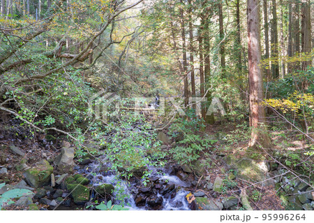 飛龍の滝自然探勝路(箱根) 飛龍の滝自然探勝路(箱根) 95996264