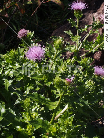 ハマアザミの紫色の花 ハマアザミの紫色の花 95996723