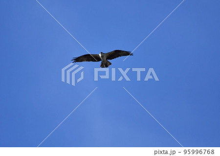 青空に飛んでいるミサゴ 青空と鳥 青空に飛んでいるミサゴ 青空と鳥 95996768