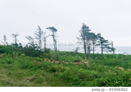coastal landscape of Kunashir island with dwarf trees curved by the wind 95996902