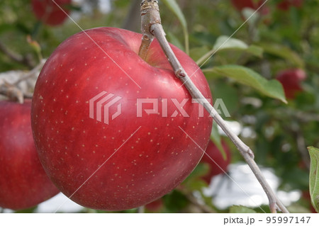 真っ赤なりんご 95997147