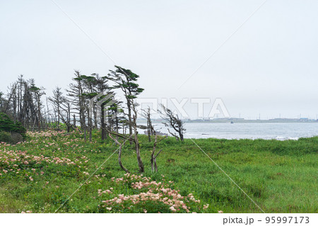 coastal landscape of Kunashir island with woodlands curved by the wind coastal landscape of Kunashir island with woodlands curved by the wind 95997173