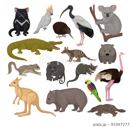 Australian animals set. Kangaroo, wild dog dingo, marsupial bear, koala, echidna, platypus, wombat cartoon vector illustration 95997277