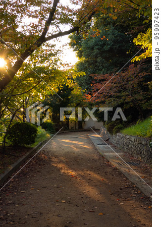 秋を感じる公園の風景 秋を感じる公園の風景 95997423