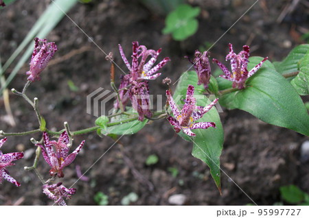 ホトトギス ホトトギス 95997727