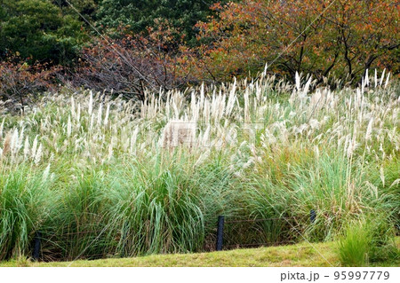 奥野公園の秋　パンパースグラス 95997779