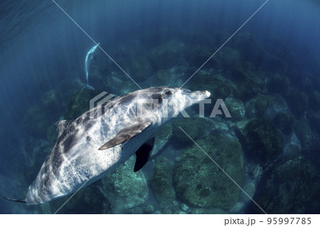 御蔵島の野生イルカ 御蔵島の野生イルカ 95997785